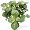 Brussels Bonsai Indoor Ceramic Pot Medium Green-4