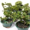 Juniper Bonsai by Brussels Bonsai Ceramic Pot Blue-1