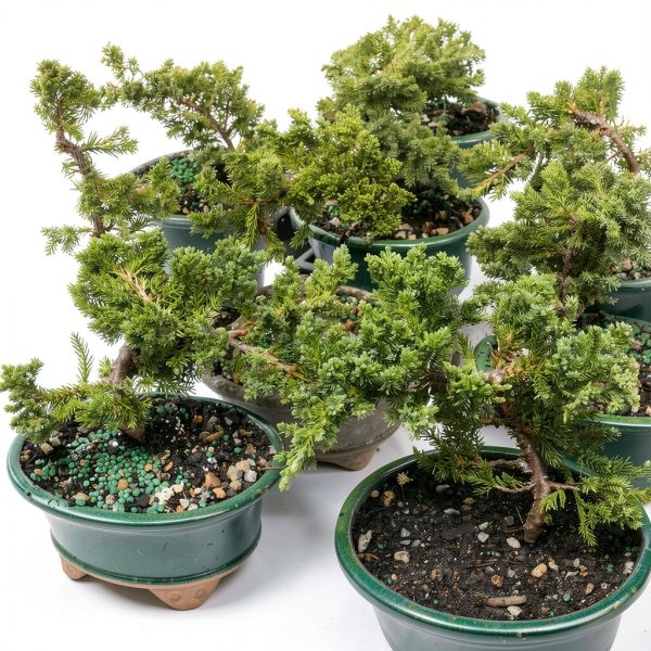Juniper Bonsai by Brussels Bonsai Ceramic Pot Blue-1