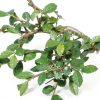 Brussel's Bonsai Ceramic Bonsai Tree Outdoor-2