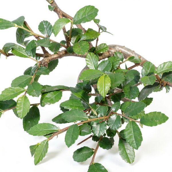 Brussel's Bonsai Ceramic Bonsai Tree Outdoor-2