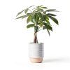 Money Tree Plant Costa Farms Indoor Flower Pot-4