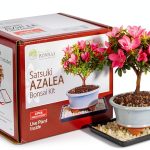Brussel's Bonsai Satsuki Azalea Ceramic Pot Small-0