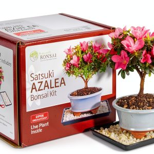 Brussel's Bonsai Satsuki Azalea Ceramic Pot Small-0