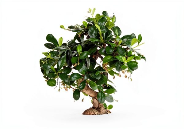 Costa Farms Bonsai Ceramic Pot Indoor Air Purifier-2