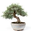 White Willow Bonsai CZ Grain Fast Growing-3