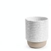 Money Tree Plant Costa Farms Indoor Flower Pot-6