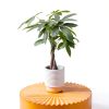 Money Tree Plant Costa Farms Indoor Flower Pot-1
