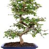Brussel's Bonsai Ceramic Bonsai Tree Outdoor-0