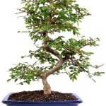 Brussel's Bonsai Ceramic Bonsai Tree Outdoor-0