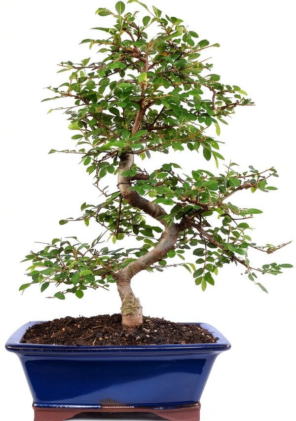Brussel's Bonsai Ceramic Bonsai Tree Outdoor-0