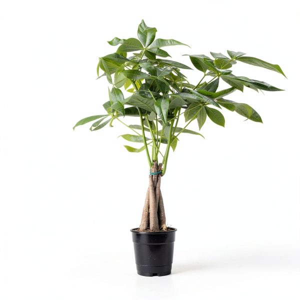 Money Tree Plant Costa Farms Indoor Flower Pot-3