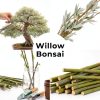 White Willow Bonsai CZ Grain Fast Growing-2