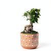 Costa Farms Bonsai Ceramic Pot Indoor Air Purifier-4