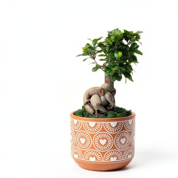 Costa Farms Bonsai Ceramic Pot Indoor Air Purifier-4