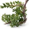 Brussel's Bonsai Outdoor Ceramic Bonsai Tree-2