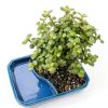 Brussels Bonsai Indoor Ceramic Pot Medium Green-1