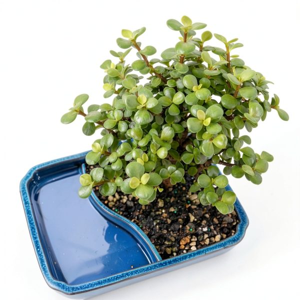 Brussels Bonsai Indoor Ceramic Pot Medium Green-1