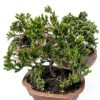 Brussel's Bonsai Outdoor Ceramic Bonsai Tree-3