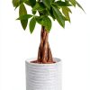 Money Tree Plant Costa Farms Indoor Flower Pot-0