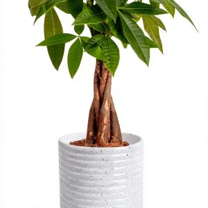 Money Tree Plant Costa Farms Indoor Flower Pot-0