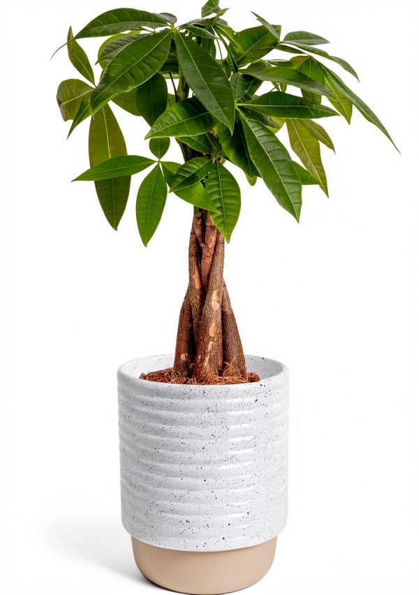 Money Tree Plant Costa Farms Indoor Flower Pot-0