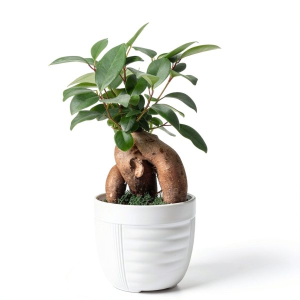 Costa Farms Bonsai Ceramic Pot Indoor Air Purifier-5