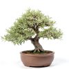 White Willow Bonsai CZ Grain Fast Growing-0