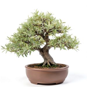 White Willow Bonsai CZ Grain Fast Growing-0
