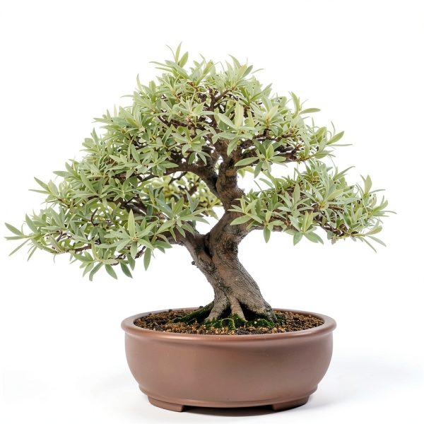 White Willow Bonsai CZ Grain Fast Growing-0