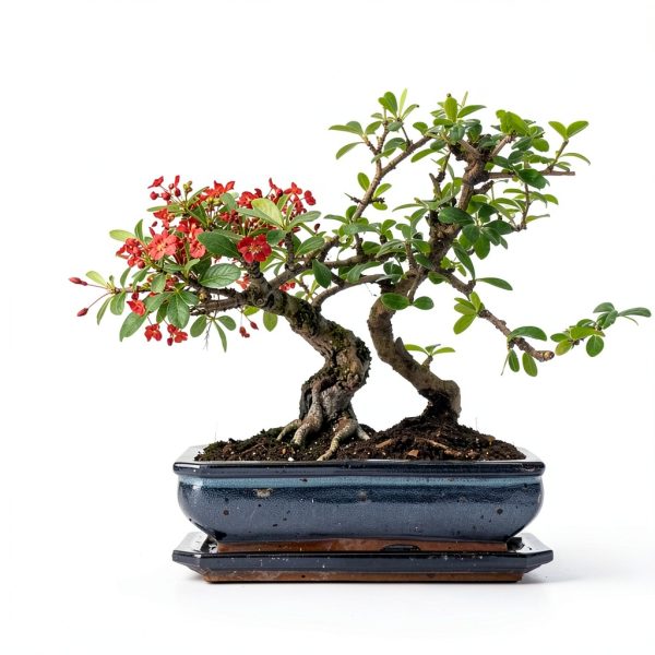 LUOJIBIE Bonsai Tree Kit Wood-2