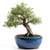 White Willow Bonsai CZ Grain Fast Growing-1