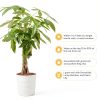 Money Tree Plant Costa Farms Indoor Flower Pot-5