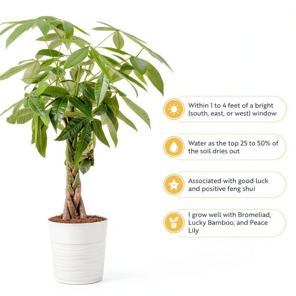 Money Tree Plant Costa Farms Indoor Flower Pot-5