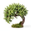 Brussel's Bonsai Outdoor Ceramic Bonsai Tree-1