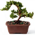 Brussel's Bonsai Outdoor Ceramic Bonsai Tree-0