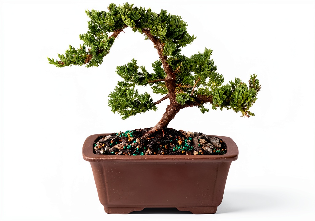 Brussel's Bonsai Green Mound Juniper Bonsai Tree in ceramic pot