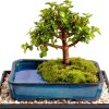 Brussels Bonsai Indoor Ceramic Pot Medium Green-0