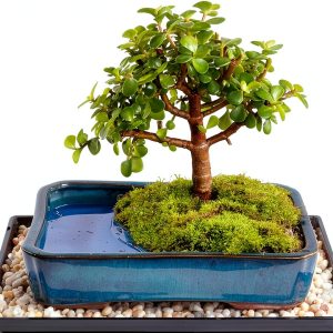 Brussels Bonsai Indoor Ceramic Pot Medium Green-0