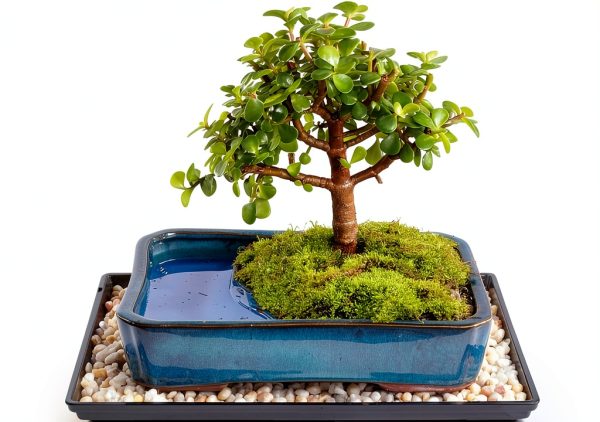 Brussels Bonsai Indoor Ceramic Pot Medium Green-0