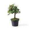 Costa Farms Bonsai Ceramic Pot Indoor Air Purifier-3