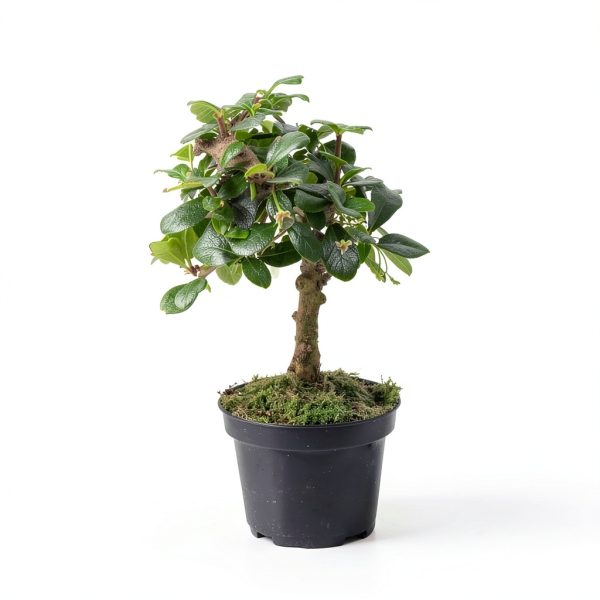 Costa Farms Bonsai Ceramic Pot Indoor Air Purifier-3