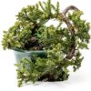 Juniper Bonsai by Brussels Bonsai Ceramic Pot Blue-3