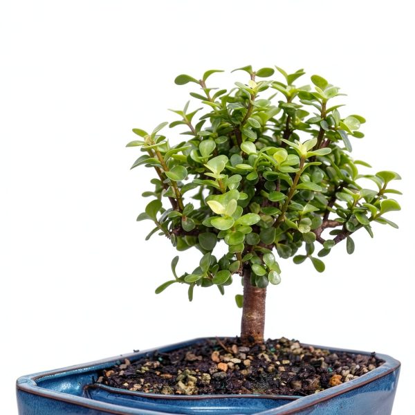 Brussels Bonsai Indoor Ceramic Pot Medium Green-2
