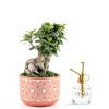 Costa Farms Bonsai Ceramic Pot Indoor Air Purifier-1