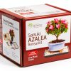 Brussel's Bonsai Satsuki Azalea Ceramic Pot Small-1
